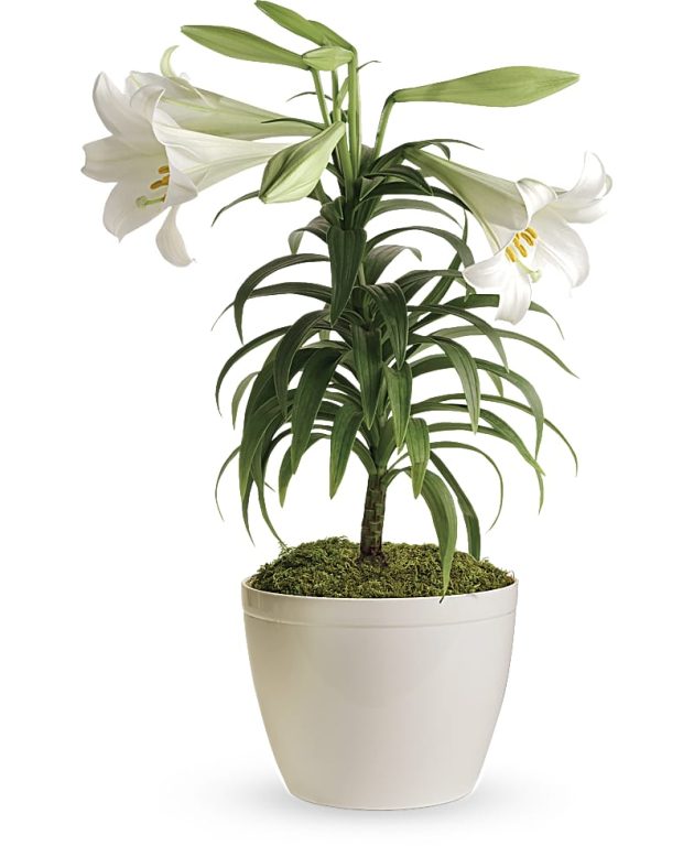 Blooming Easter Lily
