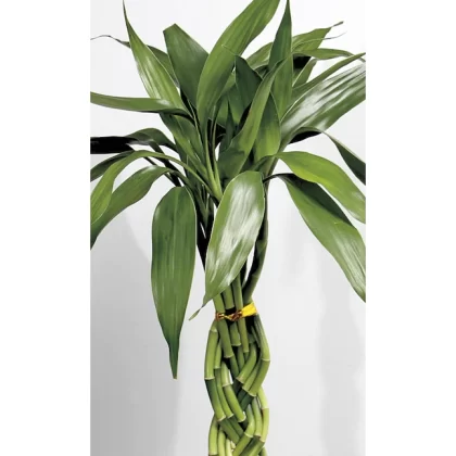 Lucky Bamboo House Plant in 40 cm Pot