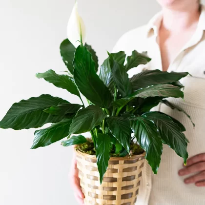 Peace Lilly
