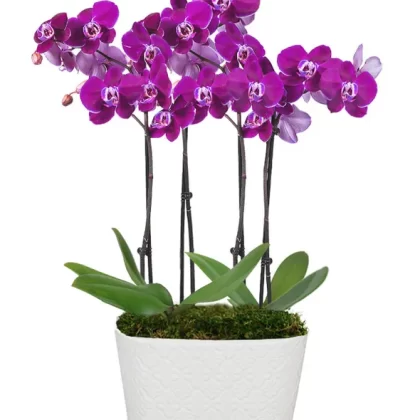 Violet Opulence Orchid small