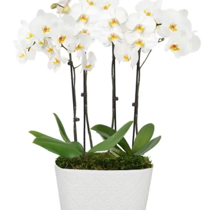Snowy White Orchid Plant small